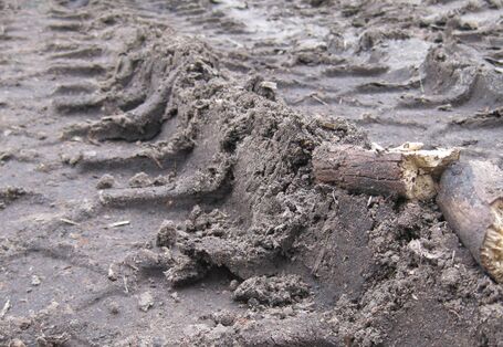 Photo of tyre track in the forest.