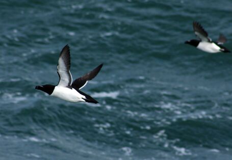 Das Foto zeigt einen fliegenden Tordalk.