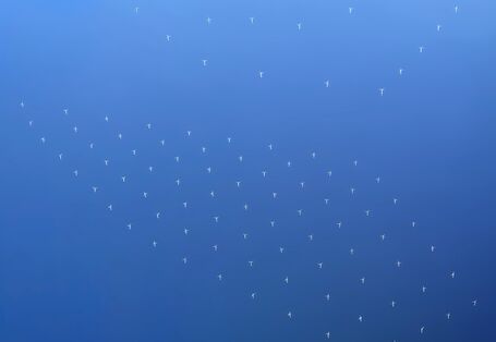 Das Foto zeigt eine Luftaufnahme eines Offshore Windparks. Man eine Vielzahl einzelner Windenergieanlagen aus dem Meer herausragen.