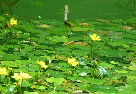 yellow-flowered swimming sheet plant in a body of water