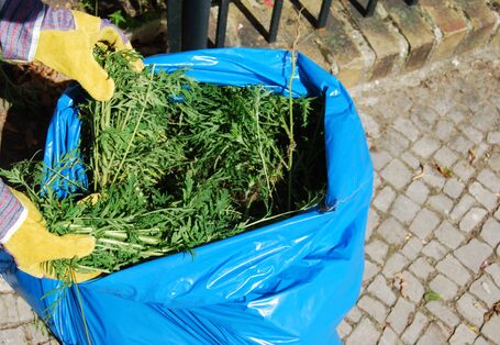 ausgerissene junge Ambrosiapflanzen werden mit Arbeitshandschuhen in einen großen blauen Müllsack entsorgt