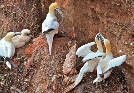 Weiße Seevögel mit orangem Kopf nisten an einer steilen Felswand. Sie haben in ihren Nestern Kunststoffschnüre verbaut, ein Vogel hat sich daran stranguliert und verwest zwischen seinen noch lebendigen Artgenossen.