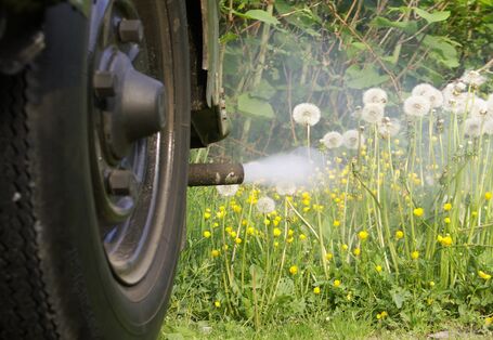 Pusteblumen am Wegesrand werden von Abgasen aus einem Autoauspuff eingenebelt