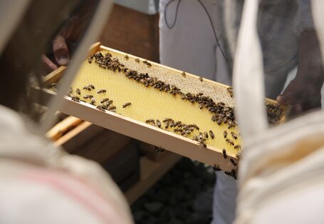 eine Person hält einen Holzrahmen mit einer mit Bienen besetzten Bienenwabe in der Hand.