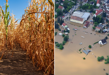Collage of two photos: on the left a dried up corn field, on the right a flooded settlement