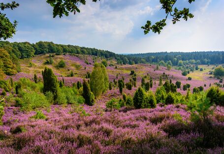 Heidelandschaft mit blühenden Heidepflanzen