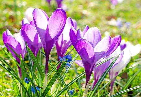 blühende Krokusse auf einer Wiese