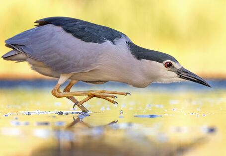 ein grau-schwarzer Vogel mit langen Beinen und langem Schnabel läuft in geduckter Haltung durchs Wasser.