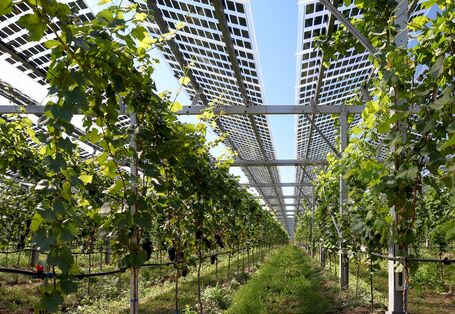 In Reihen hoch aufgeständerte, halbtransparente Photovoltaikmodule unter denen Weinreben angebaut werden