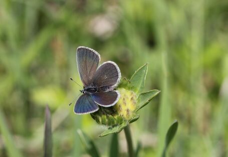 blauer Schmetterling auf einer gelben Blüte einer Wiese