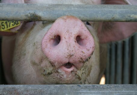Schwein hinter Gittern in einem Stall