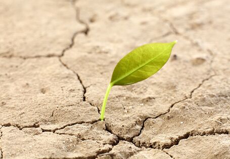 au einem ausgedörrten, rissigen Boden wächst ein einziges Blatt