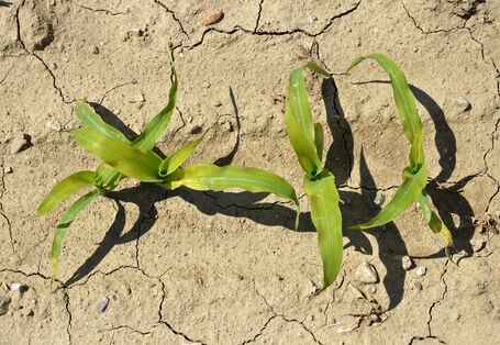 Maispflanzen auf trockenem Boden