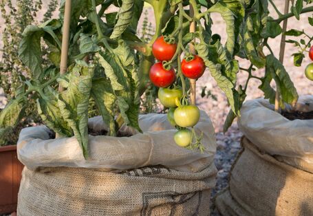 Tomatenpflanzen in erdgefüllten Jutesäcken auf einer geschotterten Fläche