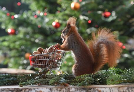 ein Eichhörnchen mit einem Einkaufswagen voller Nüsse vor einem Weihnachtsbaum