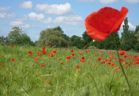 Klatschmohn und Kornblumen in einem Getreidefeld