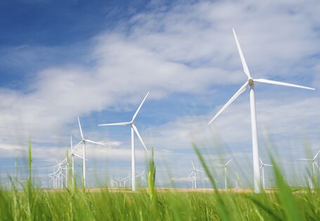 weißer Windpark vor blauem Himmel mit Schönwetterwolken, vor die Kulisse ragen grüne Blätter und Halme einer Wiese oder eines Getreidefeldes