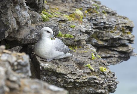 Eissturmvogel auf einem Felsen