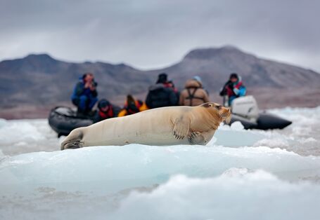 Bartrobbe als Fotomotiv für Touristen auf Spitzbergen, Norwegen