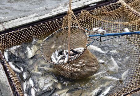 Lachsfang in der Arktis: Köcher mit gefangenen Fischen
