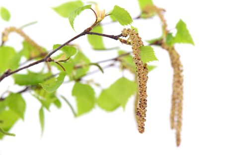 Junge Birkentriebe und -blüten