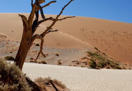Ausgetrockneter Baum vor einer Sanddüne in der Wüste, im Hintergrund blauer Himmel
