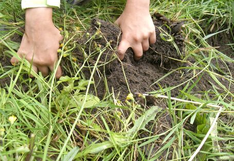 Hands digging in the soil