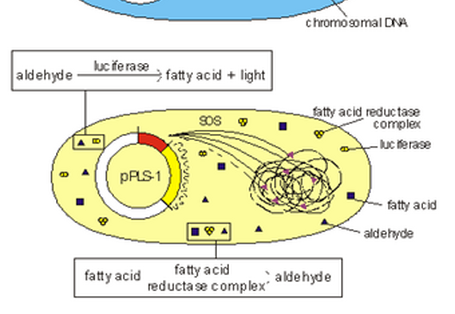 schadenabhängigen Anstiegs der Biolumineszenz
