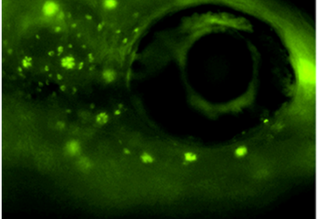 Die linienhaft angeordneten Neuromasten heben sich grün leuchtend vom schwarzen Hintergrund ab.