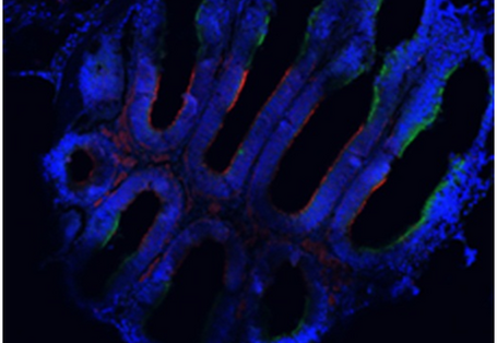 Die kurvig angeordneten olfaktorischen Epithel heben sich leuchtend blau vom schwarzen Hintergrund ab.