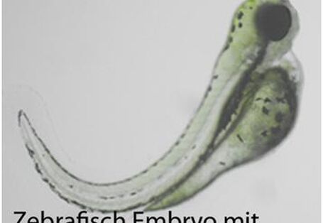 Zwei Kaulquappen vom Zebrafisch