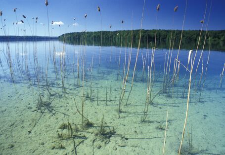 Ein Schilfgürtel umsäumt einen See