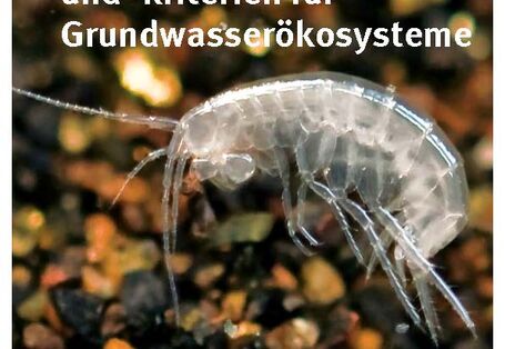 Das Titelbild der Publikation "Entwicklung biologischer Bewertungsmethoden und -kriterien für Grundwasserökosysteme" zeigt einen Höhlenflohkrebs.