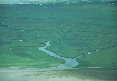Luftbild der Salzmarschen auf Mellum