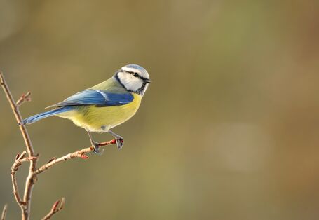 Blaumeise auf einem Ästchen