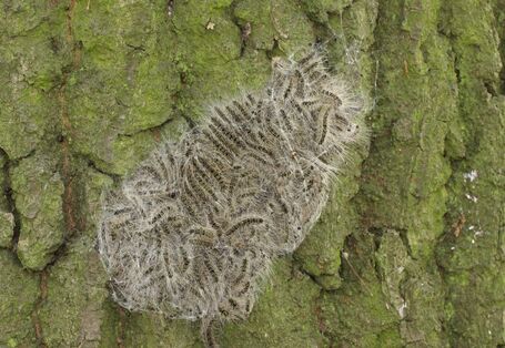 Raupen an einem Zweig