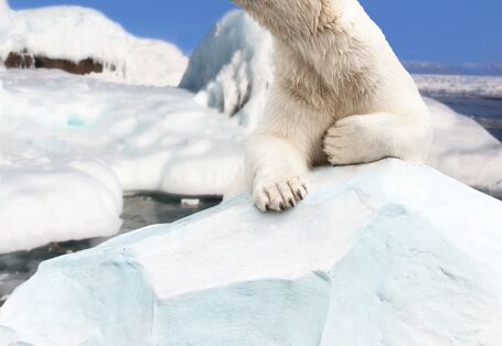Eisbär liegt auf einer Eisscholle