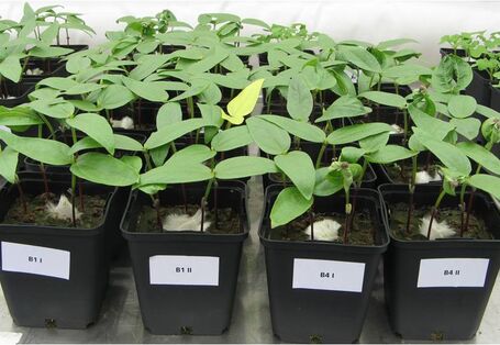 Pflanzen beim Toxizitätstest