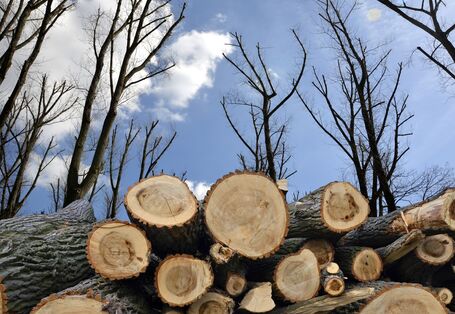 Frisch geschlagene Bäume liegen aufgestapelt im Herbstwald.
