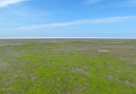 Grünalgenbewachsene Wattfläche auf Langeoog