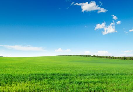 Grünes Getreidefeld, im Hintergrund Wald, blauer Himmel