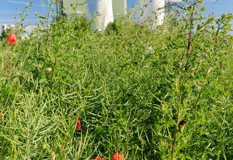 Heizkraftwerk, im Vordergrund wilde, rote Mohnblumen