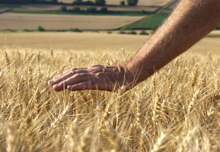 Kornfeld mit Hand