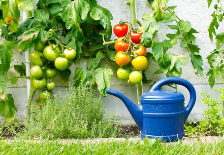 Tomato vines with tomatoes against side of house, blue plastic watering pot in foreground