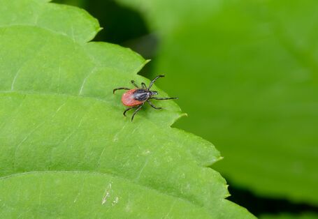 Wandernde Zecke auf einem grünen Blatt