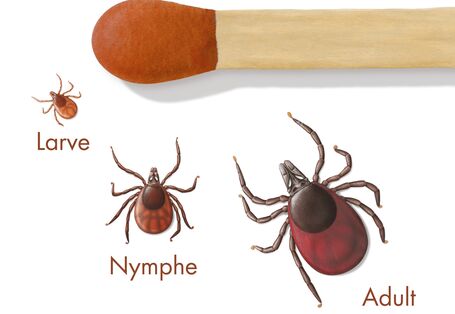 Erwachsene Zecken sind so groß wie eine Streichholzkuppe, Nymphe und Larve dagegen kleiner