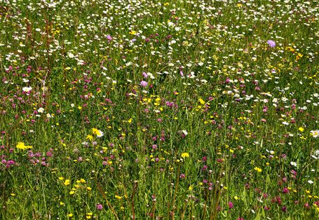 Nahaufnahme einer bunten Blumenwiese.
