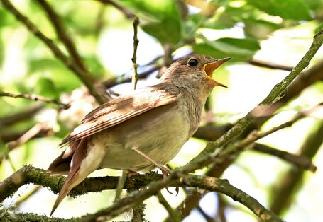 Singende Nachtigall.