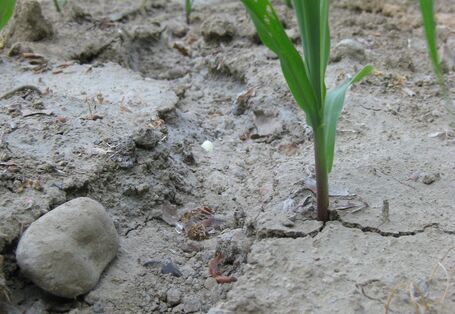 Abgeschwemmter Boden und Erosionsrinne unter junger Maiskultur.