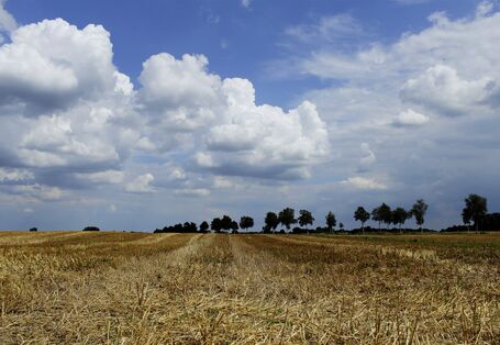 Abgeerntetes, gelbes Getreidefeld vor blauem Himmel.